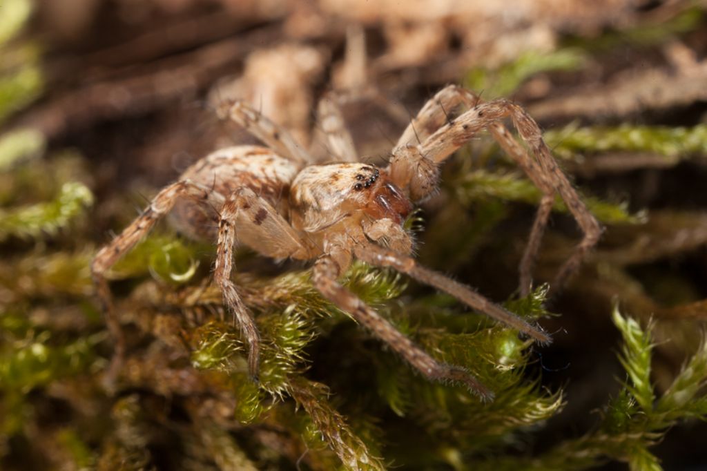 Anyphaena sp. - Varna (BZ)